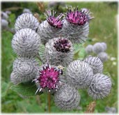 Burdock Himalayan