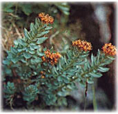 Golden root plant