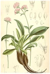 Spikenard Himalayan